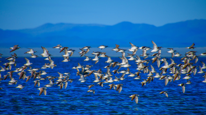 A flock of birds flies across Mono Lake