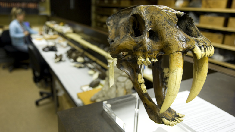 An Ice Age skull on display in the Fossil Lab at La Brea Tar Pits and Museum in Los Angeles, California