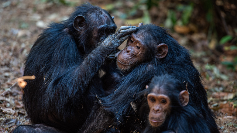 Chimps groom each other in Gombe National Park
