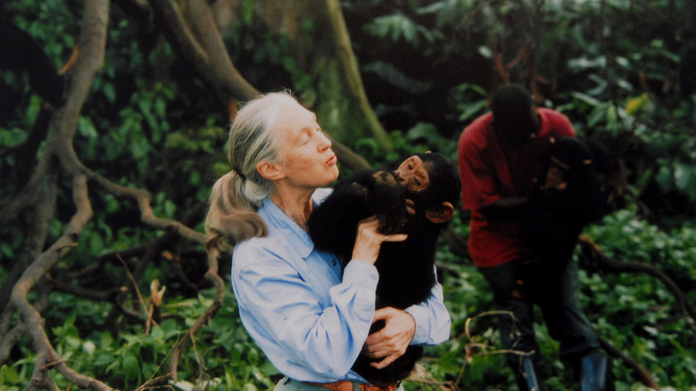Jane Goodall bonds with chimpanzees in Gombe National Park