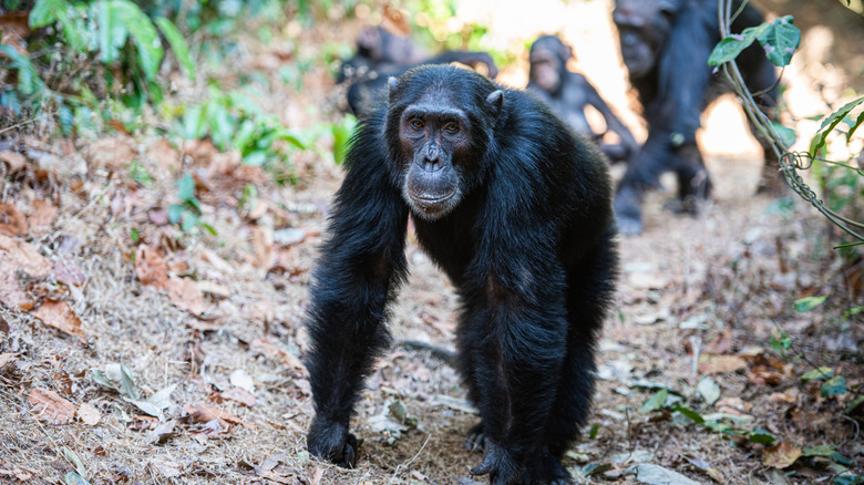 Jane Goodall bonds with chimpanzees in Gombe National Park