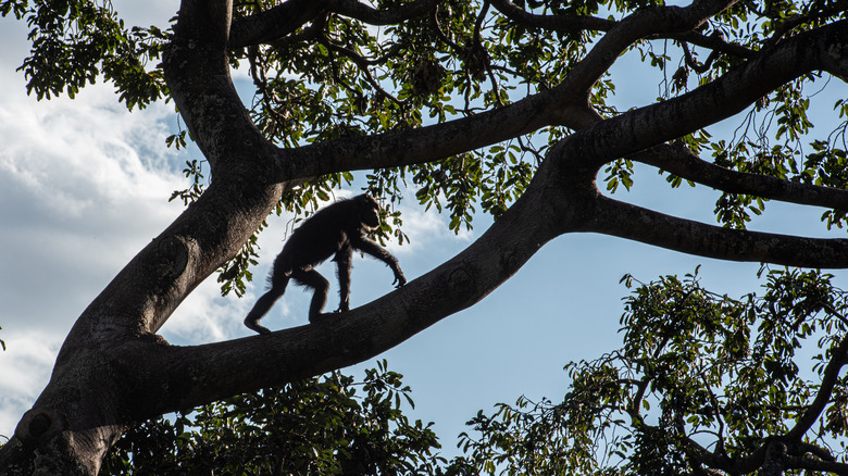 A chimp travels via treetop in Gombe National Park