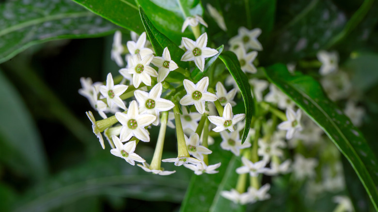 Flowers in Lake Nona Sculpture Garden