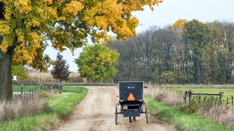 A buggy rides down a dirt road in Shipshewana