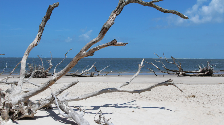 Driftwood on the sand at Boneyard Beach