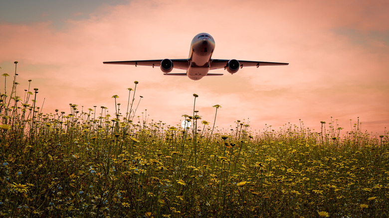 A field of flowers with a large plane flying overhead.