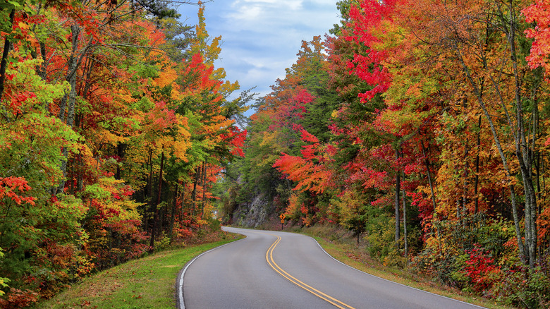 A winding road through colorful fall trees