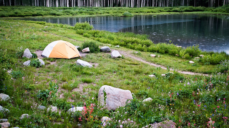 A tent sits by a lake surrounded by many types and colors of wildflowers