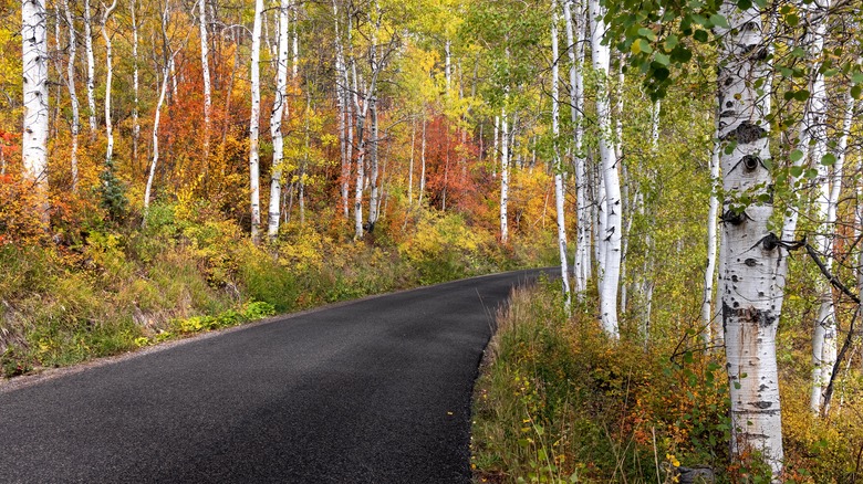Scenic Pine Canyon Drive in Wasatch Mountain State Park, Utah