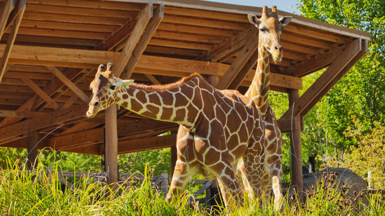 Giraffes in the Henry Doorly Zoo