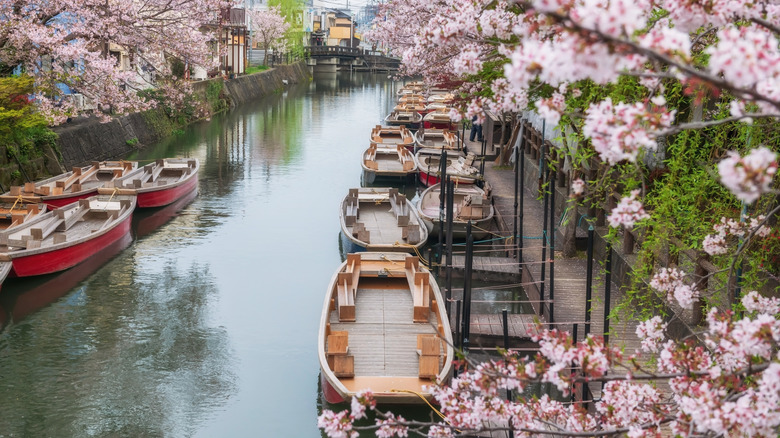 Top view cityscape of tourist boats on Suigo river and sakura cherry blossom at Yanagawa Punting Kanko Kaihatsu, Fukuoka, Japan