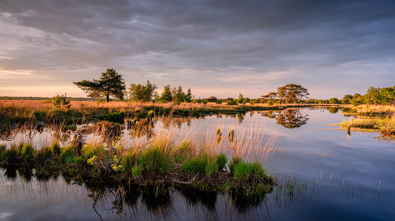 Moorlands at Dwingelderveld National Park