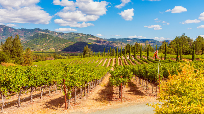 rows of vines in a valley with mountains behind
