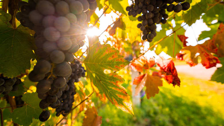 bunches of red grapes hanging on a vine