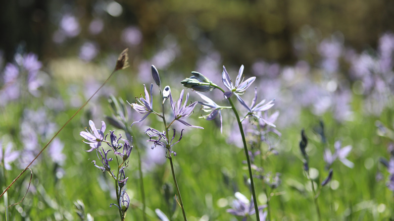 Camas lilies, the town's namesake wildflower, which grows in the area