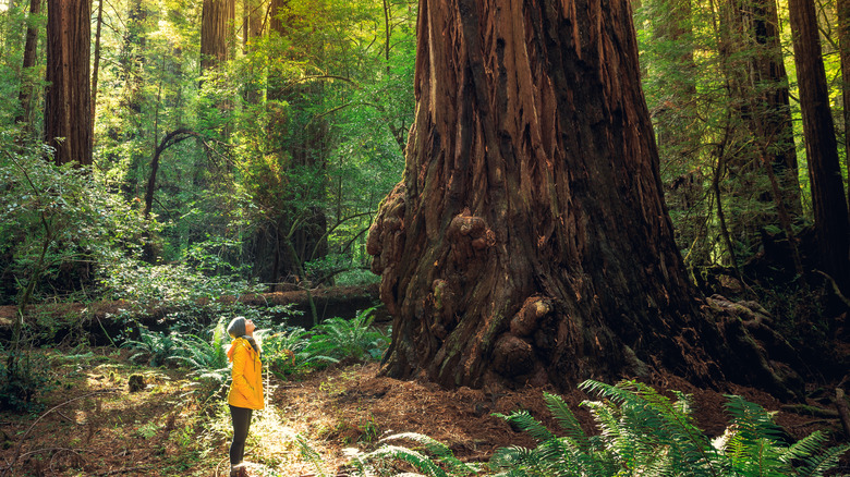 Woman standing near redwoods