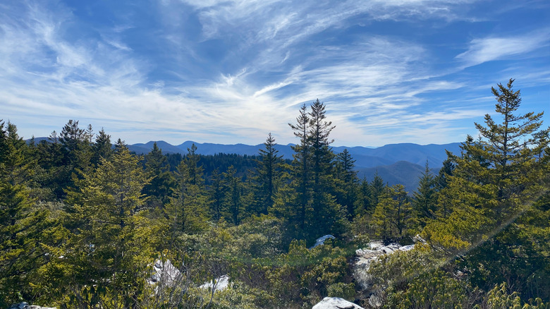 trees and mountain landscape under bright blue cloudy sky