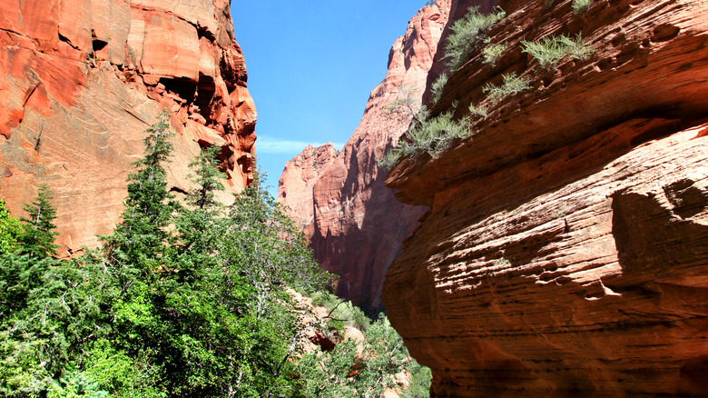 Taylor Creek Trail Zion