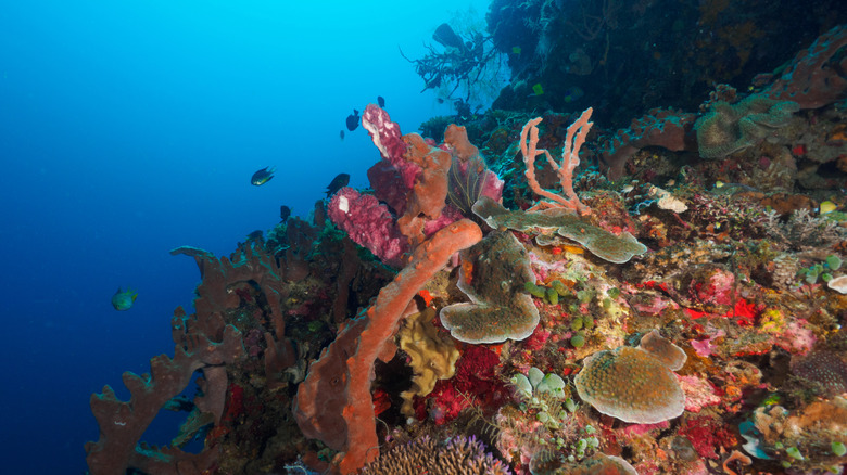 Corals at Atauro Island, Timor-Leste