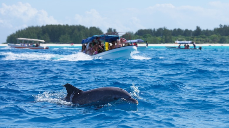 Dolphin swimming near boat
