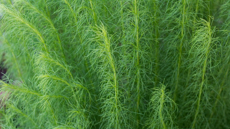 An up-close picture of dog fennel
