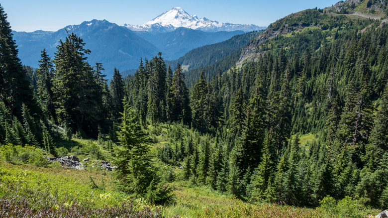 sloped mountainsides with green grass, evergreen trees, snowcapped mountains in distance
