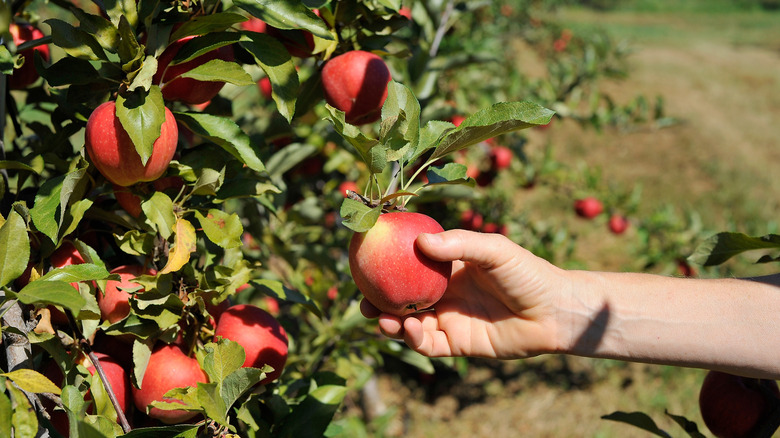 Someone picks an apple from an orchard