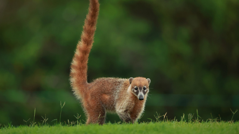 A coati on a gold course in Mexico