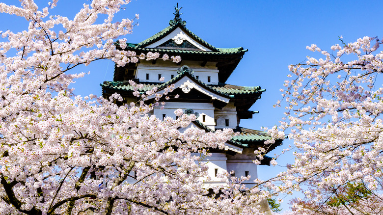 Hirosaki Castle cherry blossoms Aomori