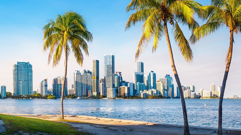 palm trees Miami skyline behind