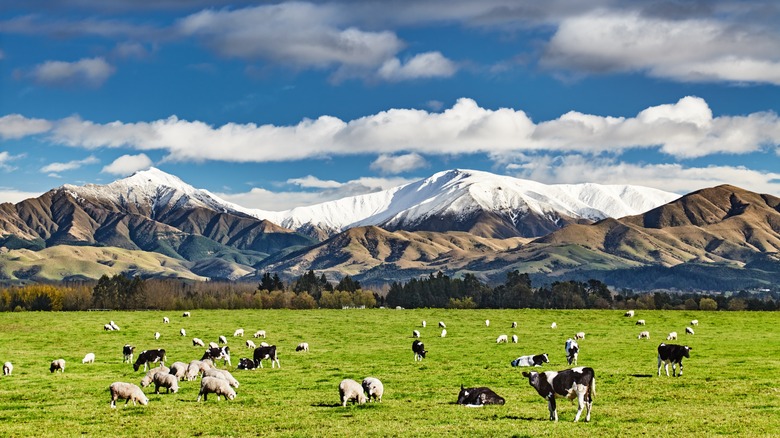 Countryside of New Zealand