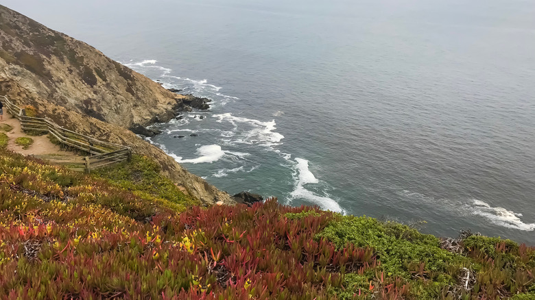 A plant-covered cliffside overlooking Tomales Bay in Marin County, California