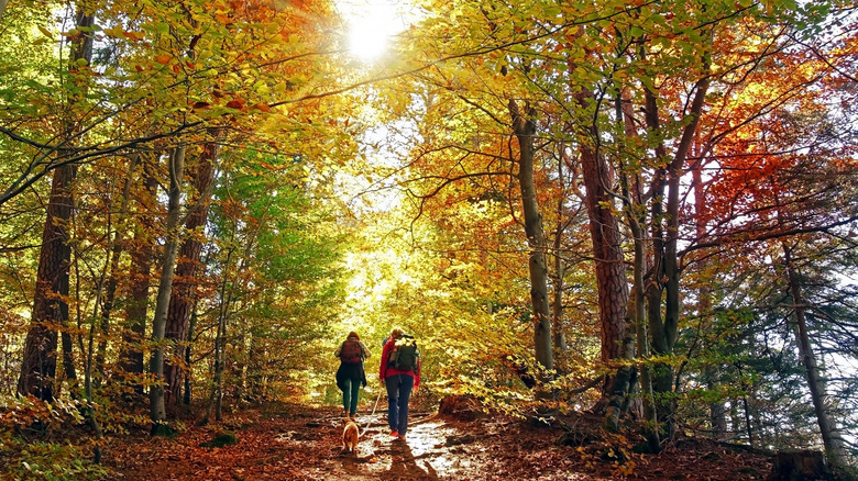 Two hikers and a dog walking a hiking trail covered in fall colors