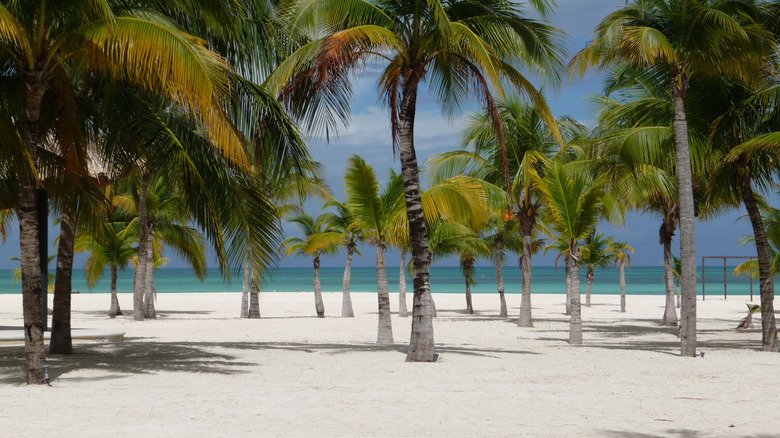 palm trees lead the way to the pristine beach at Isla Pasion, Mexico