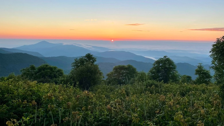 Black Balsam Knob forest area overlooking Blue Ridge Mountains during sunrise