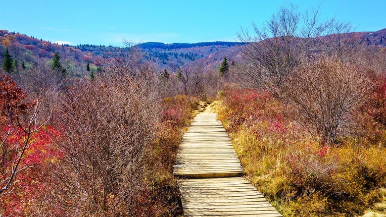 Wooden boardwalk along Graveyard Fields Trail in Blue Ridge