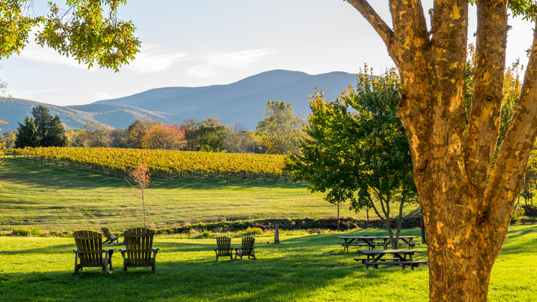 A vineyard in the Shenandoah Valley, Virginia.