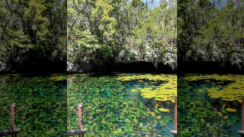 The water lilies at Cenote Nic Te Ha