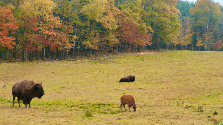 Bison in the fall at Parc Omega in Montebello, Canada