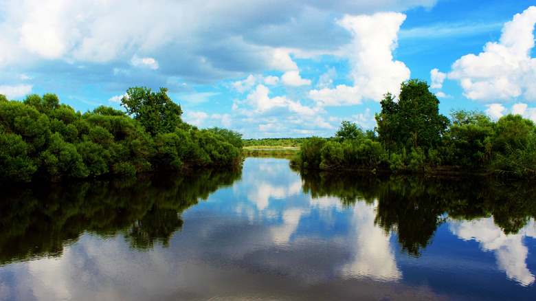 A scenic photo on the bayou on a clear day.