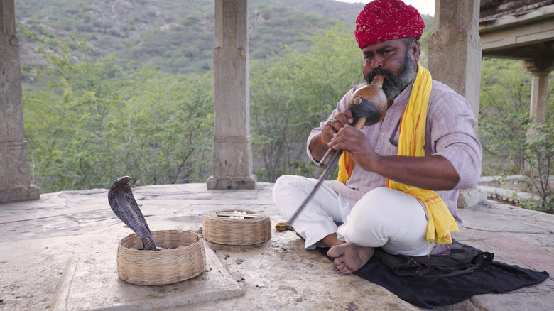 snake charmer with snake