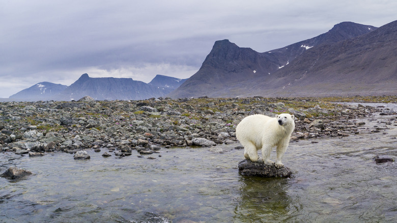 polar bear on rock in shallow river