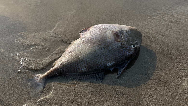 a dead fish washed up on beach