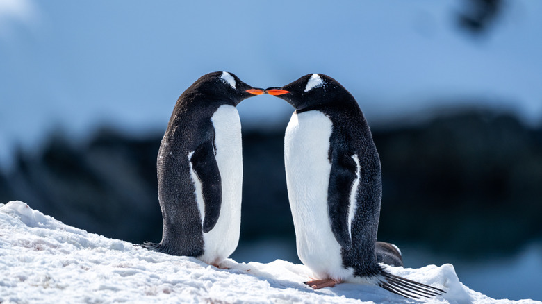 penguins touching noses