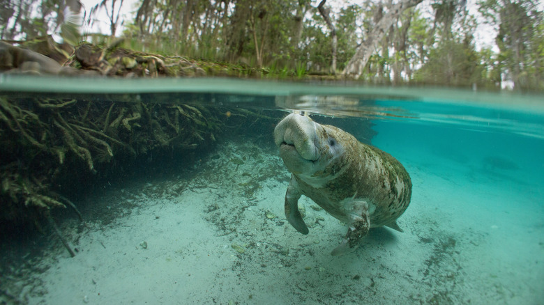 Manatee underwater in Florida