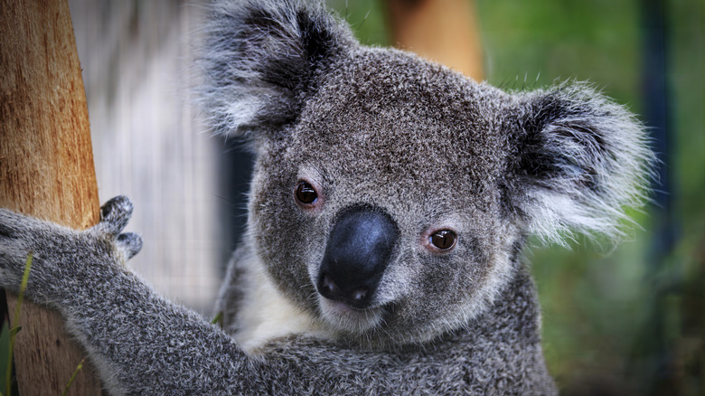 A cute koala holding a tree