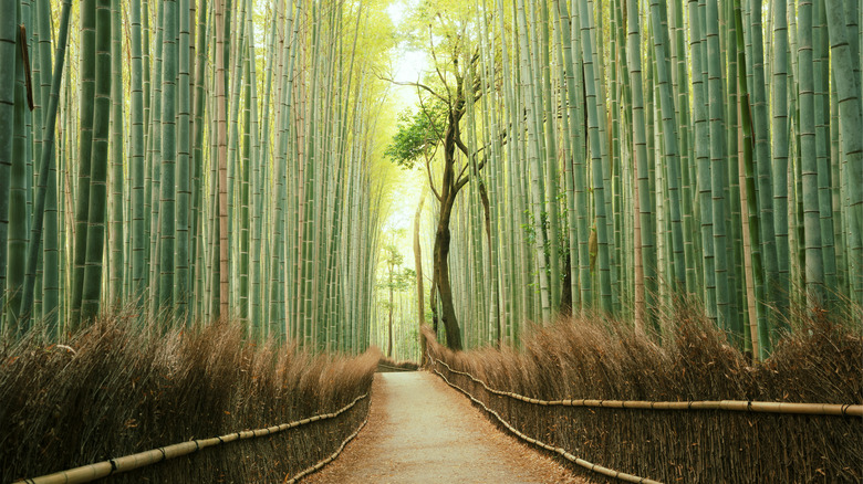 The famous bamboo forest in Arashiyama, Kyoto