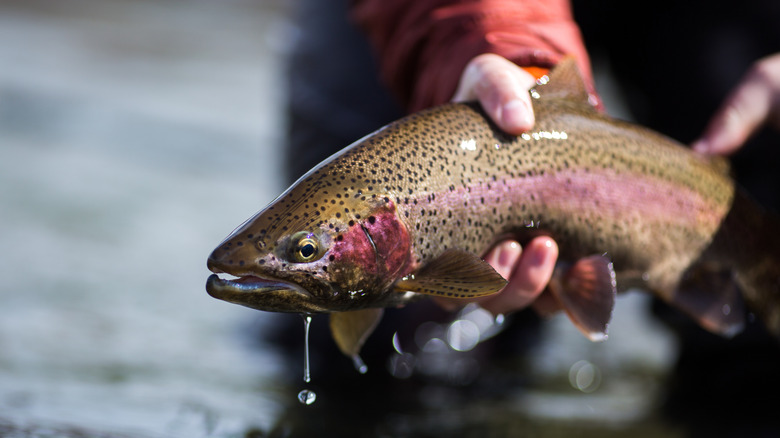 a fisherman catching a rainbow trout