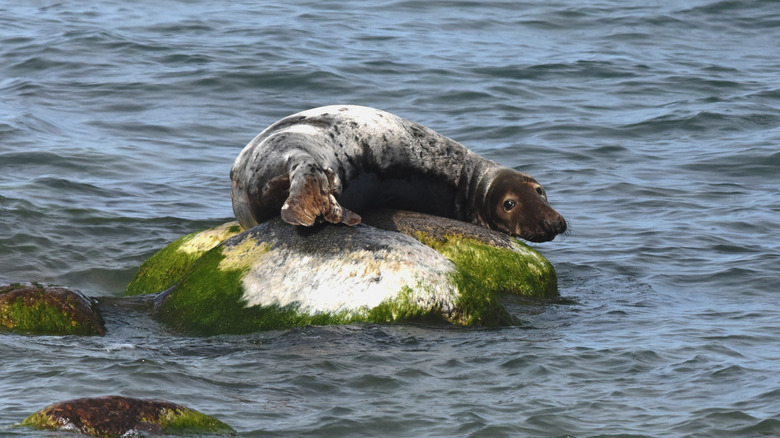Grey seal in Gotska Sandön, Sweden