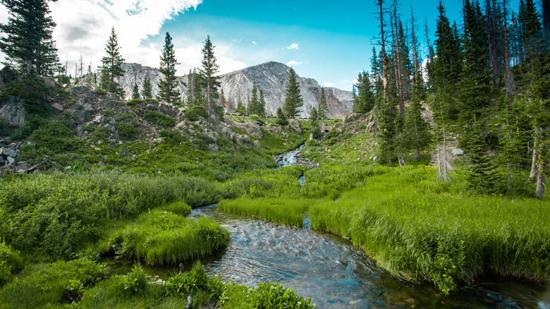 Medicine Bow National Forest 